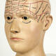 Illustration for article titled Jaegers are right brain dominant, apparently